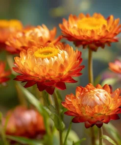Orange Strawflower Seeds - 50 Count | Everlasting Bright Orange Cut Flowers for Garden & Arrangements - Image 5