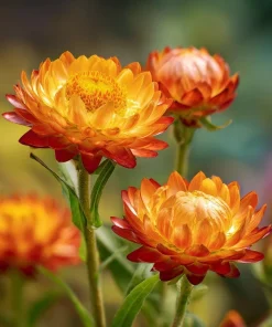 Orange Strawflower Seeds - 50 Count | Everlasting Bright Orange Cut Flowers for Garden & Arrangements - Image 6