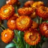 Orange Strawflower Seeds - 50 Count | Everlasting Bright Orange Cut Flowers for Garden & Arrangements - Image 1