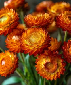 Orange Strawflower Seeds - 50 Count | Everlasting Bright Orange Cut Flowers for Garden & Arrangements - Image 1