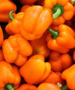 Orange Sun Bell Pepper Seeds - Sweet Capsicum Vegetable Seeds - 50 Count - Image 4