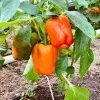 Orange Sun Bell Pepper Seeds - Sweet Capsicum Vegetable Seeds - 50 Count - Image 1