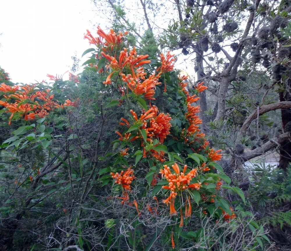 Orange Trumpet Vine Live Cuttings – Set of 12 Hummingbird Vine – 6-10 Inches - Image 2