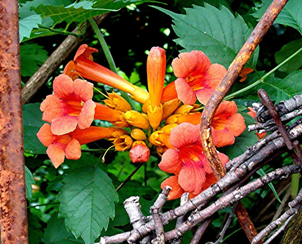 Orange Trumpet Vine Live Cuttings – Set of 12 Hummingbird Vine – 6-10 Inches - Image 3