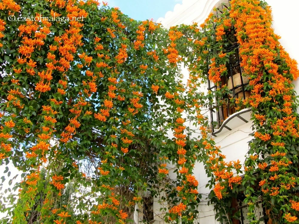 Orange Trumpet Vine Live Cuttings – Set of 12 Hummingbird Vine – 6-10 Inches - Image 4