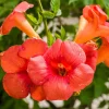 Orange Trumpet Vine Live Cuttings – Set of 12 Hummingbird Vine – 6-10 Inches - Image 1
