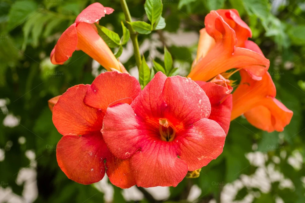 Orange Trumpet Vine Live Cuttings – Set of 12 Hummingbird Vine – 6-10 Inches - Image 1