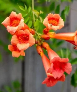 Orange Trumpet Vine Live Plant Set - 2 Flame Vine Plants, 4-6 Inch Tall, Outdoor - Image 2