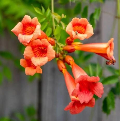 Orange Trumpet Vine Live Plant Set - 2 Flame Vine Plants, 4-6 Inch Tall, Outdoor - Image 2