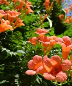 Orange Trumpet Vine Live Plant Set - 2 Flame Vine Plants, 4-6 Inch Tall, Outdoor - Image 3