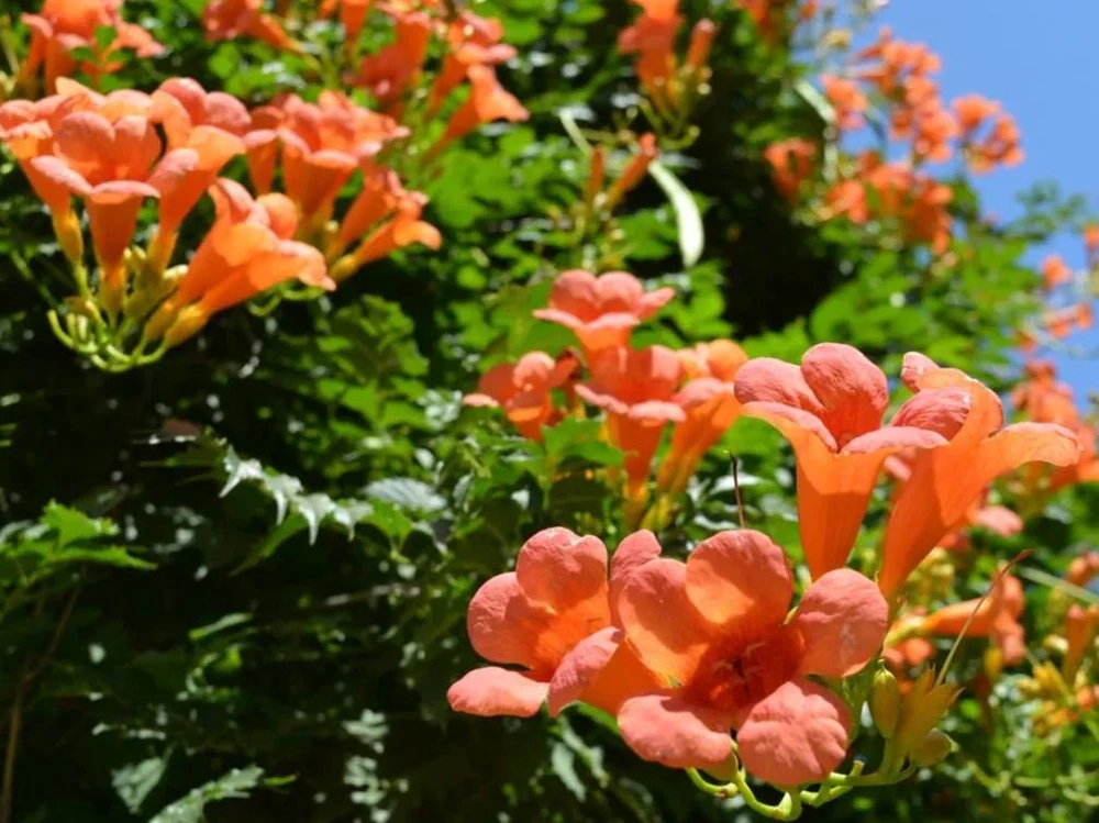 Orange Trumpet Vine Live Plant Set - 2 Flame Vine Plants, 4-6 Inch Tall, Outdoor - Image 3