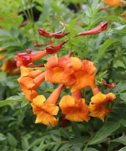 Orange Trumpet Vine Live Plant Set - 2 Flame Vine Plants, 4-6 Inch Tall, Outdoor - Image 4
