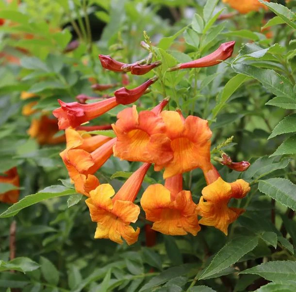 Orange Trumpet Vine Live Plant Set - 2 Flame Vine Plants, 4-6 Inch Tall, Outdoor - Image 4