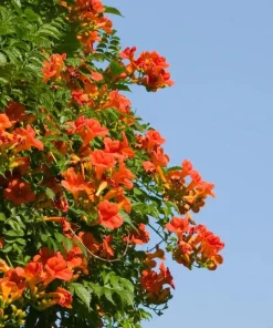 Orange Trumpet Vine Live Plant Set - 2 Flame Vine Plants, 4-6 Inch Tall, Outdoor - Image 5
