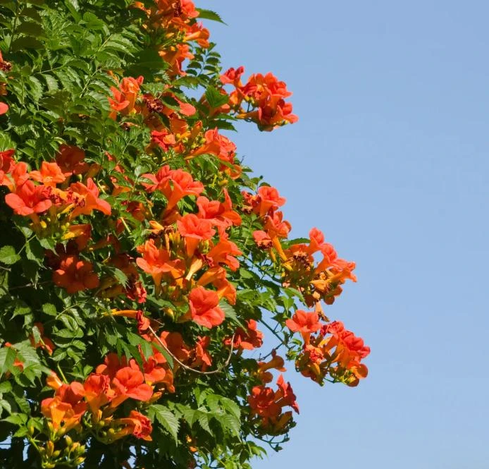 Orange Trumpet Vine Live Plant Set - 2 Flame Vine Plants, 4-6 Inch Tall, Outdoor - Image 5