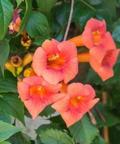 Orange Trumpet Vine Live Plant Set - 2 Flame Vine Plants, 4-6 Inch Tall, Outdoor - Image 6