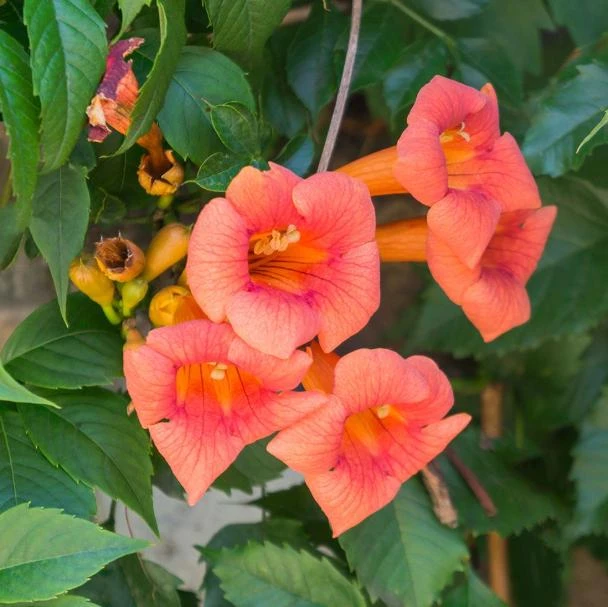 Orange Trumpet Vine Live Plant Set - 2 Flame Vine Plants, 4-6 Inch Tall, Outdoor - Image 6