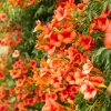 Orange Trumpet Vine Live Plant Set - 2 Flame Vine Plants, 4-6 Inch Tall, Outdoor - Image 1