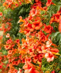 Orange Trumpet Vine Live Plant Set - 2 Flame Vine Plants, 4-6 Inch Tall, Outdoor - Image 1