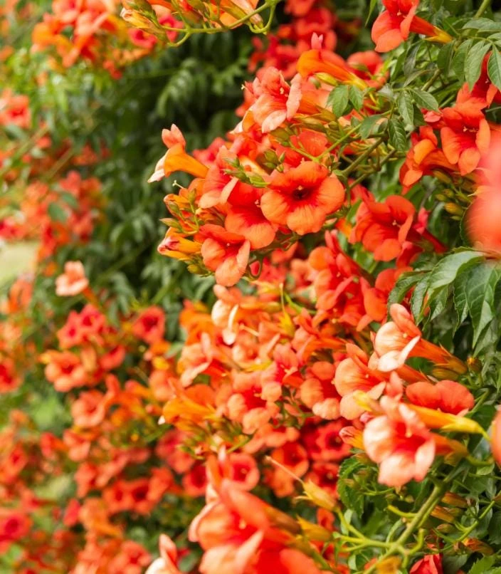 Orange Trumpet Vine Live Plant Set - 2 Flame Vine Plants, 4-6 Inch Tall, Outdoor - Image 1