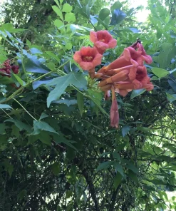 Orange Trumpet Vine Live Plants - Campsis radicans Hummingbird Climber, 6-12 Inch Rooted Starter Plants, Outdoor - Image 2