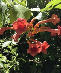 Orange Trumpet Vine Live Plants - Campsis radicans Hummingbird Climber, 6-12 Inch Rooted Starter Plants, Outdoor - Image 3