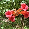 Orange Trumpet Vine Live Plants - Campsis radicans Hummingbird Climber, 6-12 Inch Rooted Starter Plants, Outdoor - Image 1