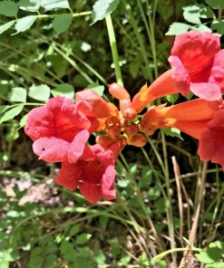 Orange Trumpet Vine Live Plants - Campsis radicans Hummingbird Climber, 6-12 Inch Rooted Starter Plants, Outdoor - Image 1