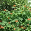 Orange Trumpet Vine Seeds - 100+ Seeds - Attracts Hummingbirds - Image 1