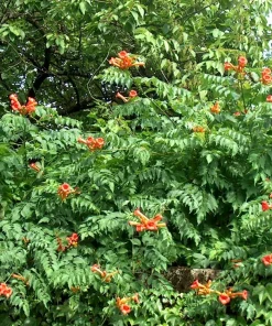 Orange Trumpet Vine Seeds - 100+ Seeds - Attracts Hummingbirds - Image 1