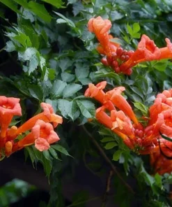 Orange Trumpet Vine Seeds - 100+ Seeds - Attracts Hummingbirds - Image 2