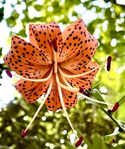 Orange Turk's Cap Lily Seeds - Lilium Superbum Heirloom Perennial Flower, 20 Seeds - Image 2