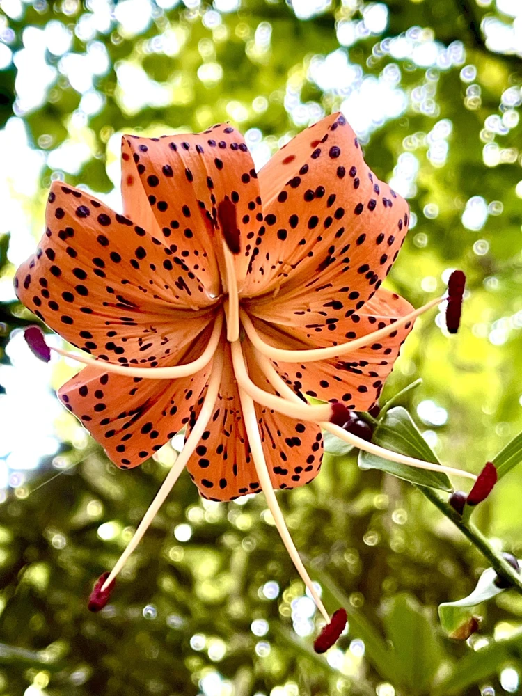 Orange Turk's Cap Lily Seeds - Lilium Superbum Heirloom Perennial Flower, 20 Seeds - Image 2