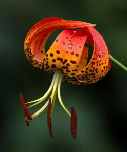 Orange Turk's Cap Lily Seeds - Lilium Superbum Heirloom Perennial Flower, 20 Seeds - Image 3