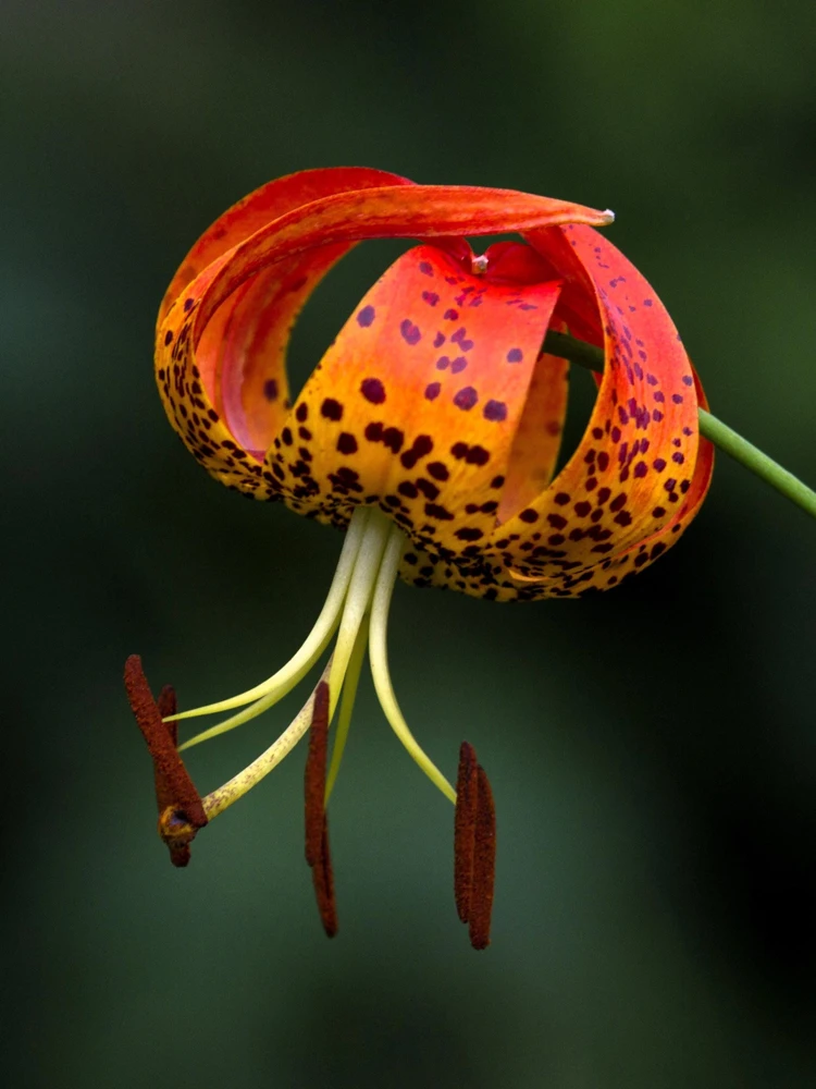 Orange Turk's Cap Lily Seeds - Lilium Superbum Heirloom Perennial Flower, 20 Seeds - Image 3