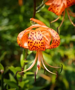 Orange Turk's Cap Lily Seeds - Lilium Superbum Heirloom Perennial Flower, 20 Seeds - Image 4