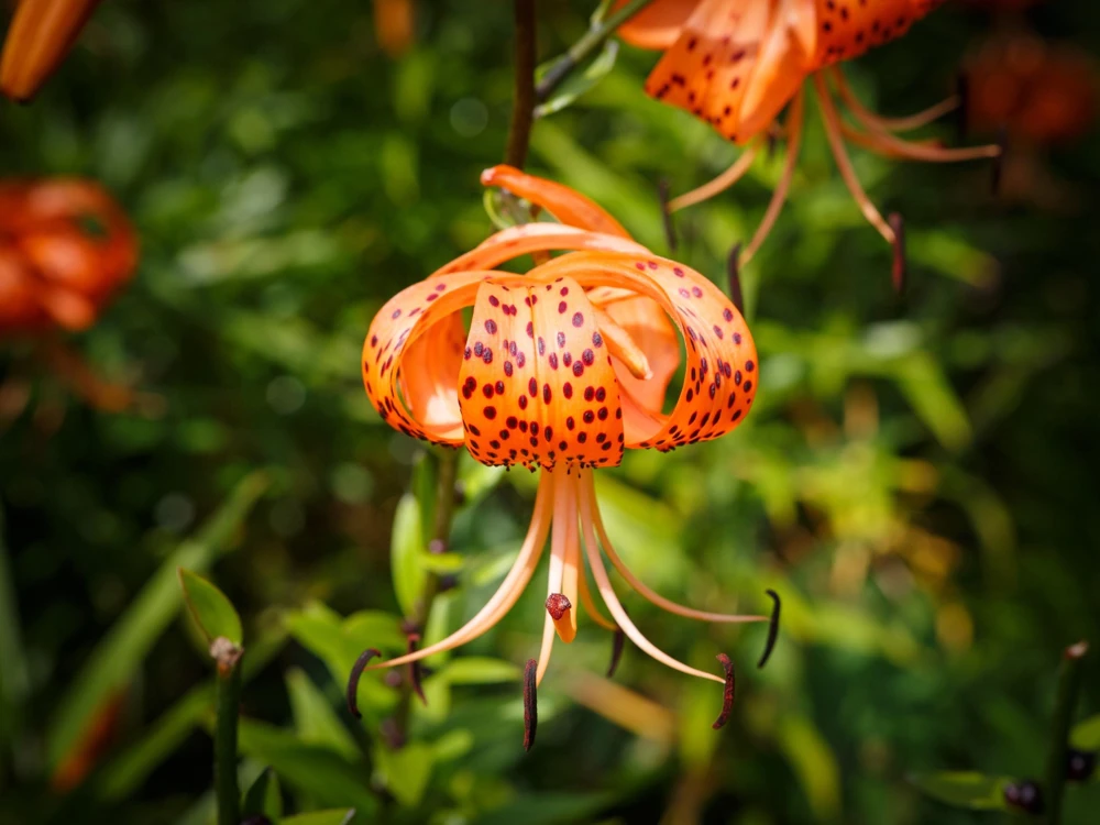 Orange Turk's Cap Lily Seeds - Lilium Superbum Heirloom Perennial Flower, 20 Seeds - Image 4
