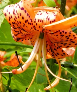 Orange Turk's Cap Lily Seeds - Lilium Superbum Heirloom Perennial Flower, 20 Seeds - Image 5