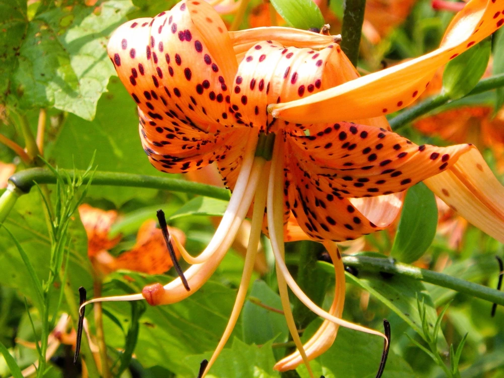 Orange Turk's Cap Lily Seeds - Lilium Superbum Heirloom Perennial Flower, 20 Seeds - Image 5