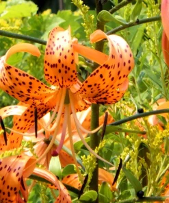 Orange Turk's Cap Lily Seeds - Lilium Superbum Heirloom Perennial Flower, 20 Seeds - Image 6