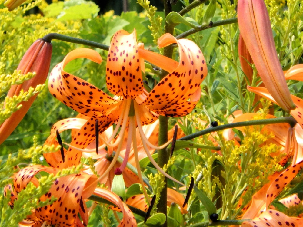 Orange Turk's Cap Lily Seeds - Lilium Superbum Heirloom Perennial Flower, 20 Seeds - Image 6