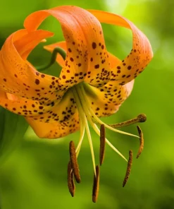 Orange Turk's Cap Lily Seeds - Lilium Superbum Heirloom Perennial Flower, 20 Seeds - Image 7