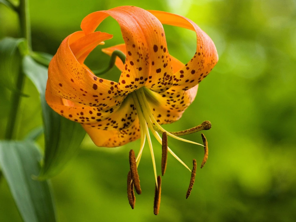 Orange Turk's Cap Lily Seeds - Lilium Superbum Heirloom Perennial Flower, 20 Seeds - Image 7