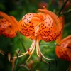 Orange Turk's Cap Lily Seeds - Lilium Superbum Heirloom Perennial Flower, 20 Seeds - Image 1