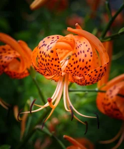 Orange Turk's Cap Lily Seeds - Lilium Superbum Heirloom Perennial Flower, 20 Seeds - Image 1
