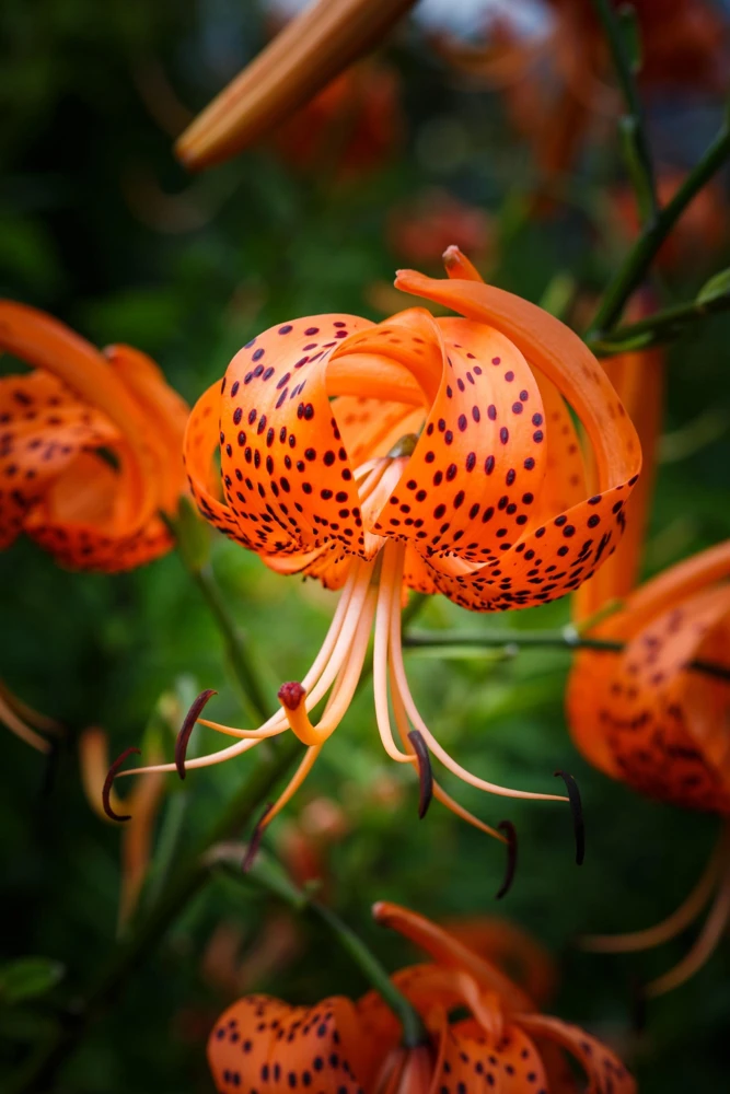 Orange Turk's Cap Lily Seeds - Lilium Superbum Heirloom Perennial Flower, 20 Seeds - Image 1