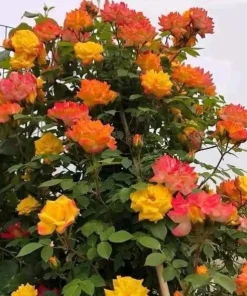 Orange Yellow Bicolor Rose Vine Live Plant, Fragrant Climbing Rose, 4-6 Inch Tall Outdoor - Image 2
