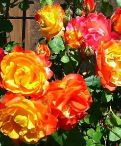 Orange Yellow Bicolor Rose Vine Live Plant, Fragrant Climbing Rose, 4-6 Inch Tall Outdoor - Image 3