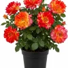 Orange Yellow Bicolor Rose Vine Live Plant, Fragrant Climbing Rose, 4-6 Inch Tall Outdoor - Image 1