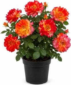 Orange Yellow Bicolor Rose Vine Live Plant, Fragrant Climbing Rose, 4-6 Inch Tall Outdoor - Image 1